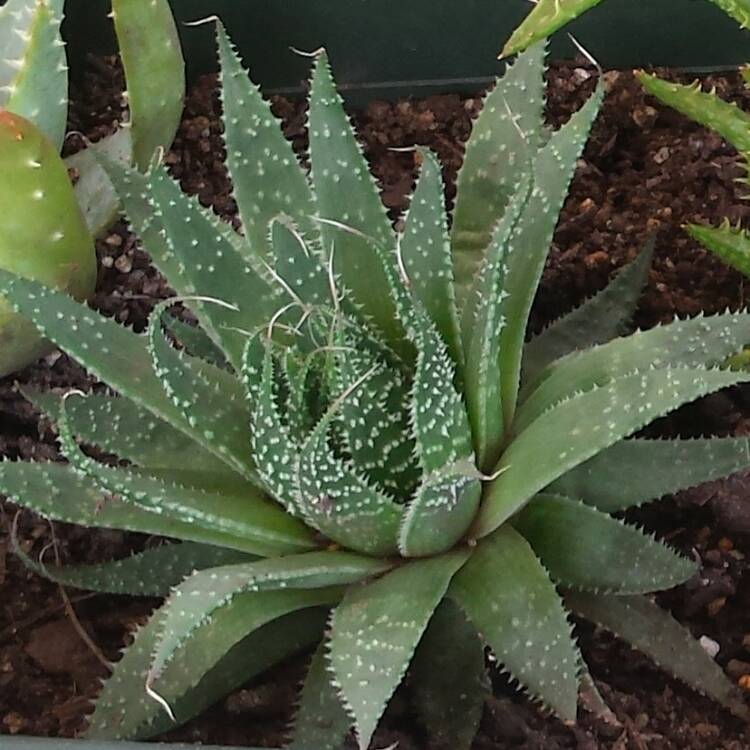 plant image 401471