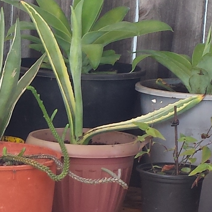 plant image 404180