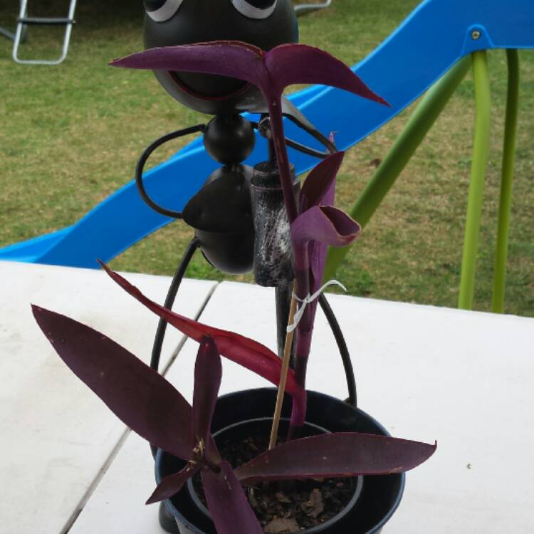 plant image 404905