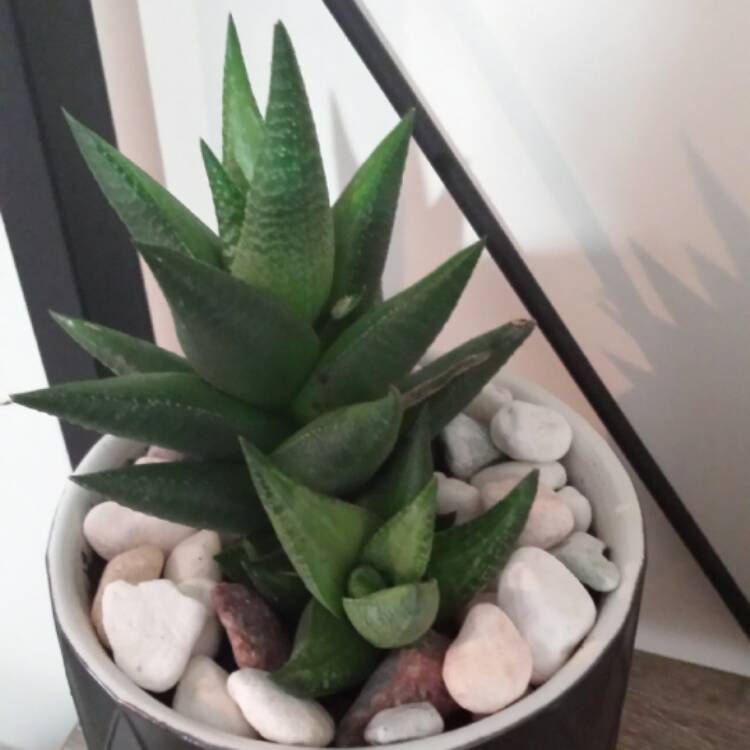 plant image 515053