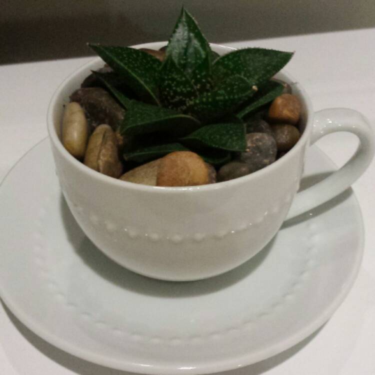 Plant image Gasteria 'Royal'