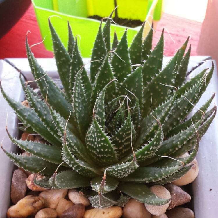 plant image 534668
