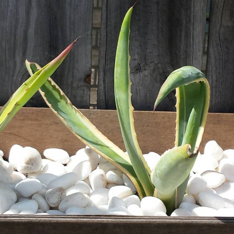 plant image 534685