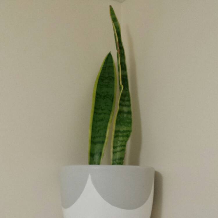 plant image 534693
