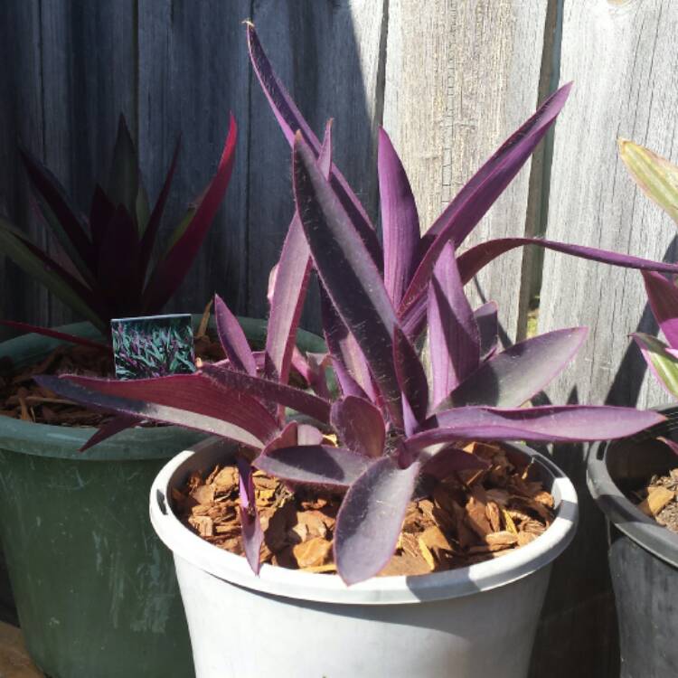 plant image 536558