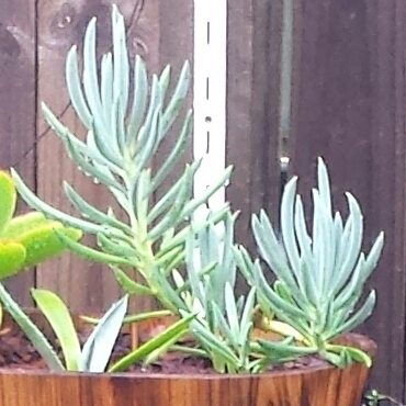 Plant image Senecio mandraliscae