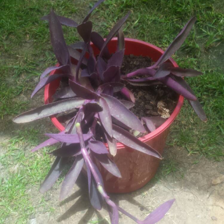 plant image 593130
