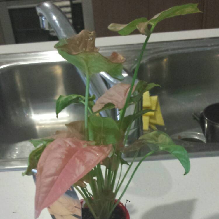Plant image Syngonium podophyllum 'Neon'