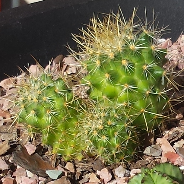 plant image 595493