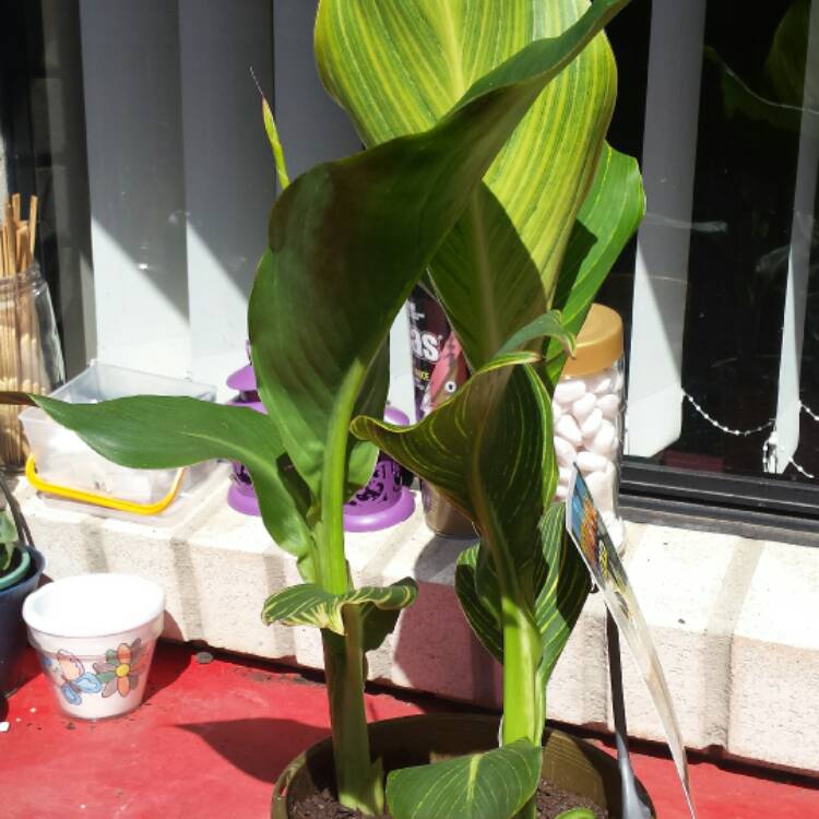 Plant image Canna 'Mactro' syn. Canna 'Tropicanna Gold'