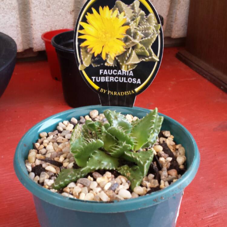 plant image 624430