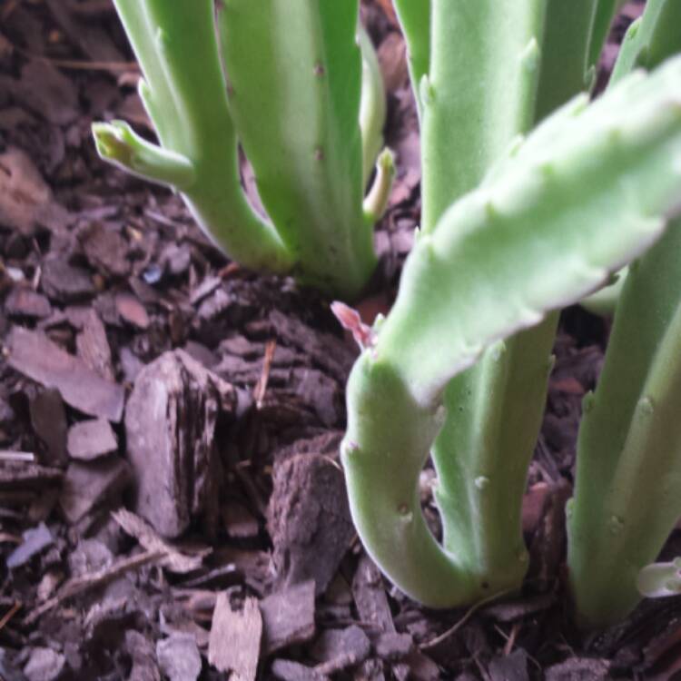 plant image 627027 plant image 627027