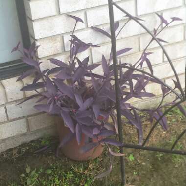 Tradescantia pallida 'Purpurea' syn. Tradescantia pallida 'Purple Heart'
