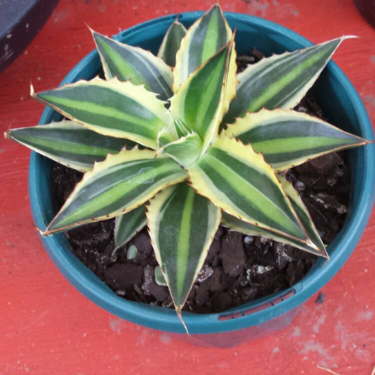 plant image 642755 plant image 642755