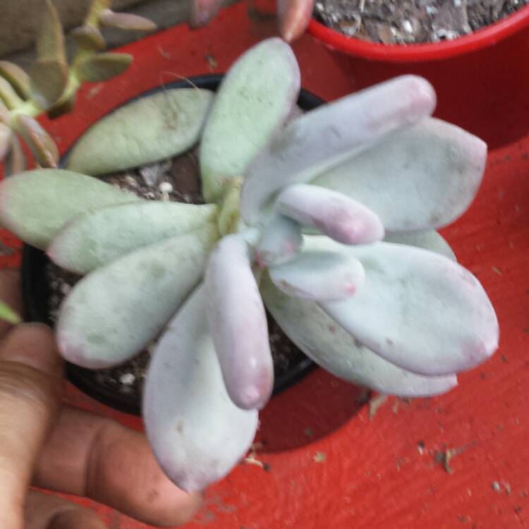 plant image 644117 plant image 644117