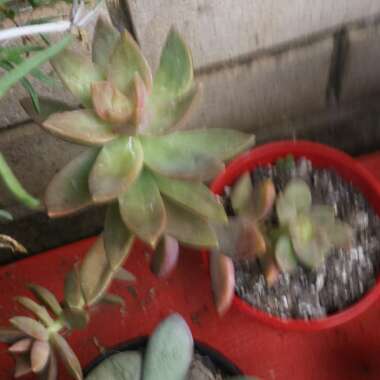 Sedum 'Pat's Pink' syn. Sedeveria 'Pat's Pink', Sedum 'Pam's Pink'