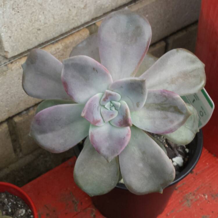 plant image 644146 plant image 644146
