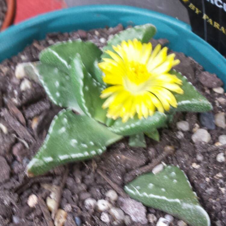 plant image 644148