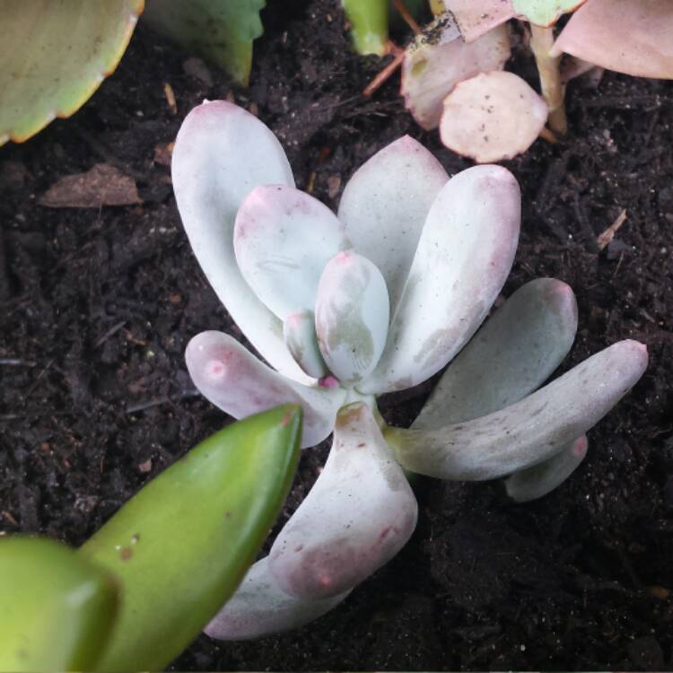 plant image 645795 plant image 645795