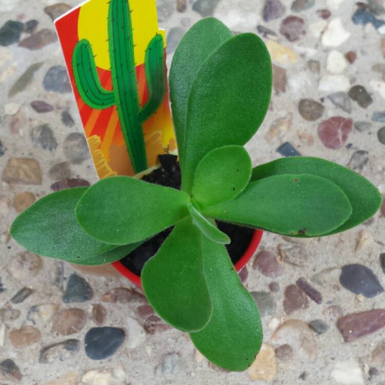 Plant image Crassula pubescens subsp. pubescens