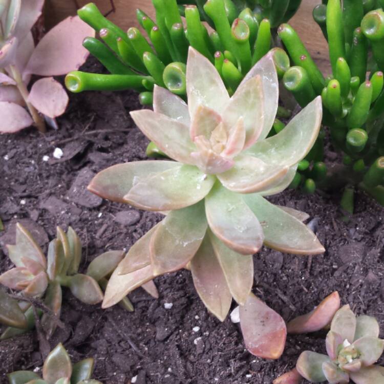 Plant image Sedum 'Pat's Pink' syn. Sedeveria 'Pat's Pink', Sedum 'Pam's Pink'