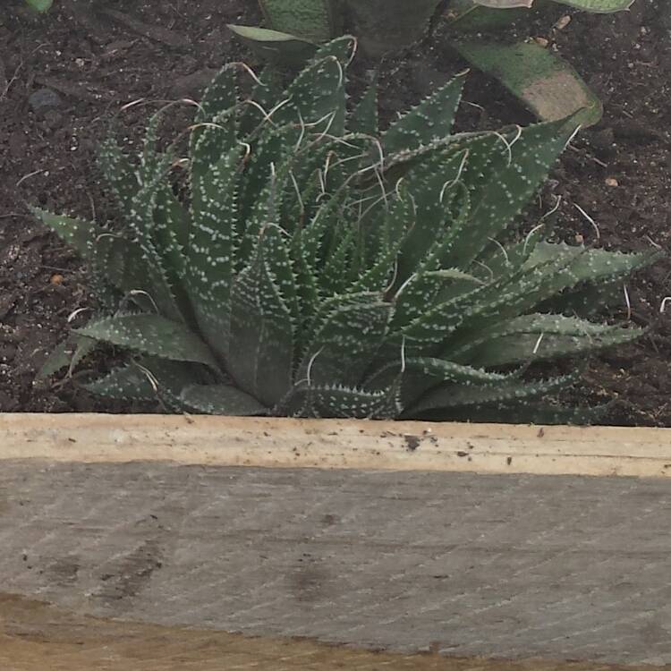 plant image 649485