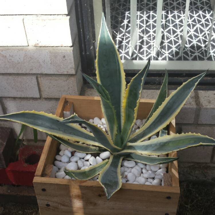Plant image Agave Americana 'Marginata'