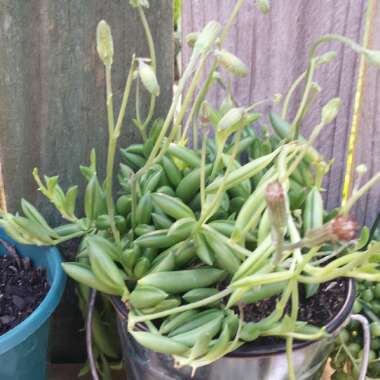 Senecio radicans