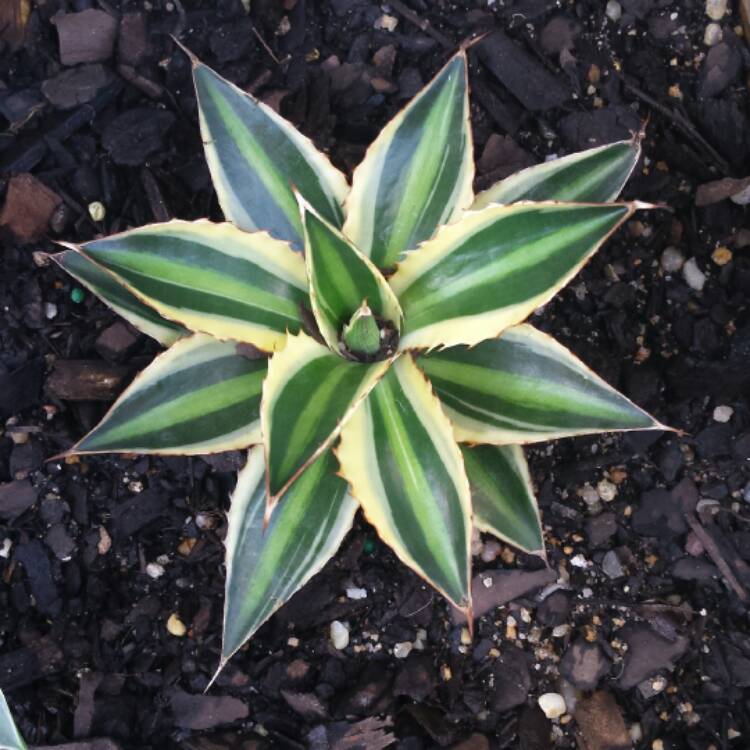 plant image 651481 plant image 651481