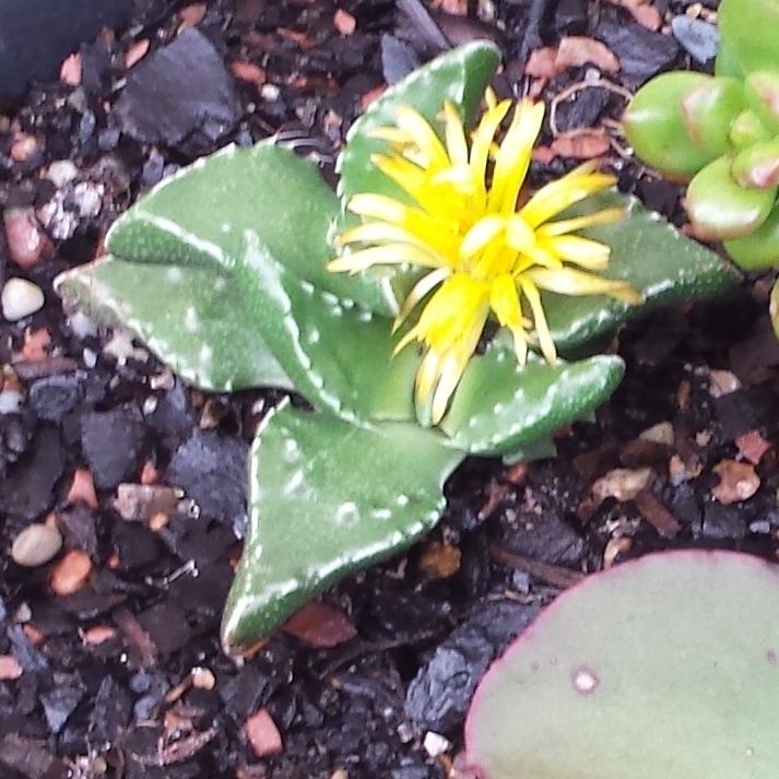 Plant image Faucaria tuberculosa