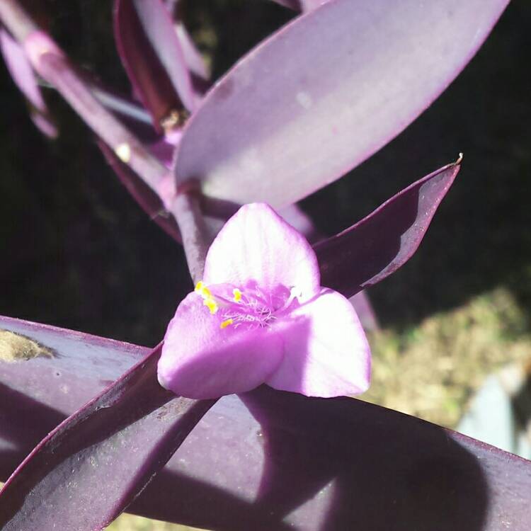 plant image 661261