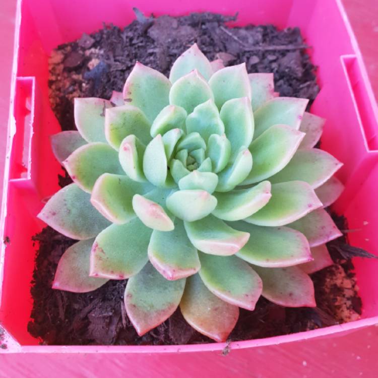 Plant image xSedeveria Maialen