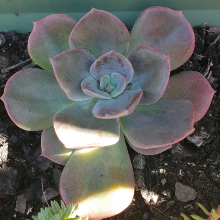 Plant image Echeveria Blue Metal