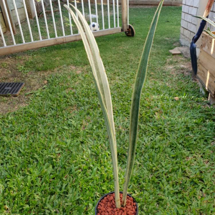 plant image 699578 plant image 699578