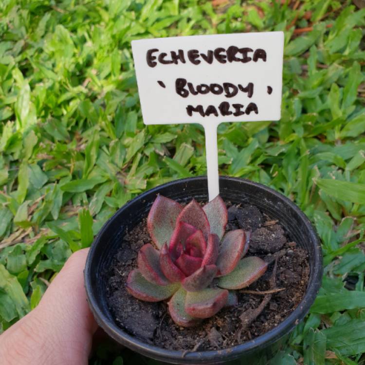 plant image 699597 plant image 699597