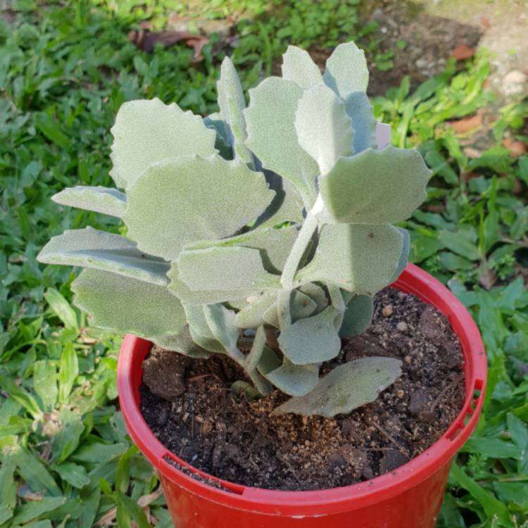 Plant image Kalanchoe millottii