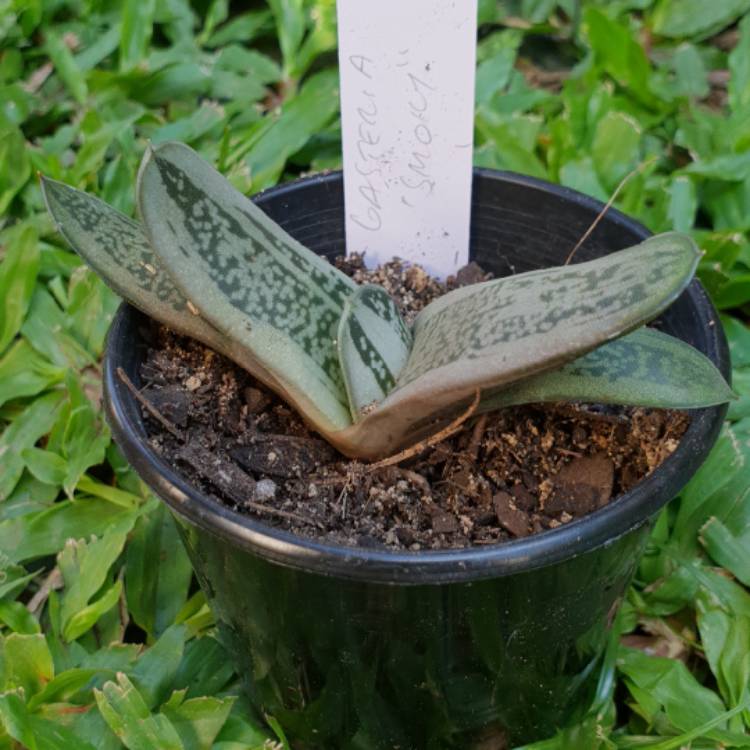 Plant image Gasteria Smokey