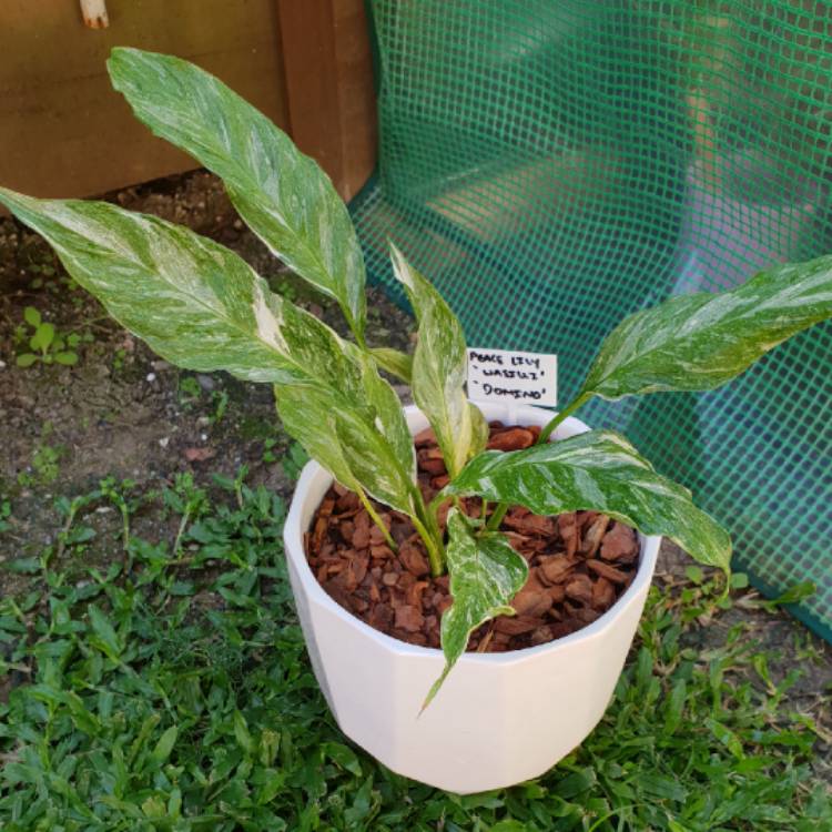 plant image 699820