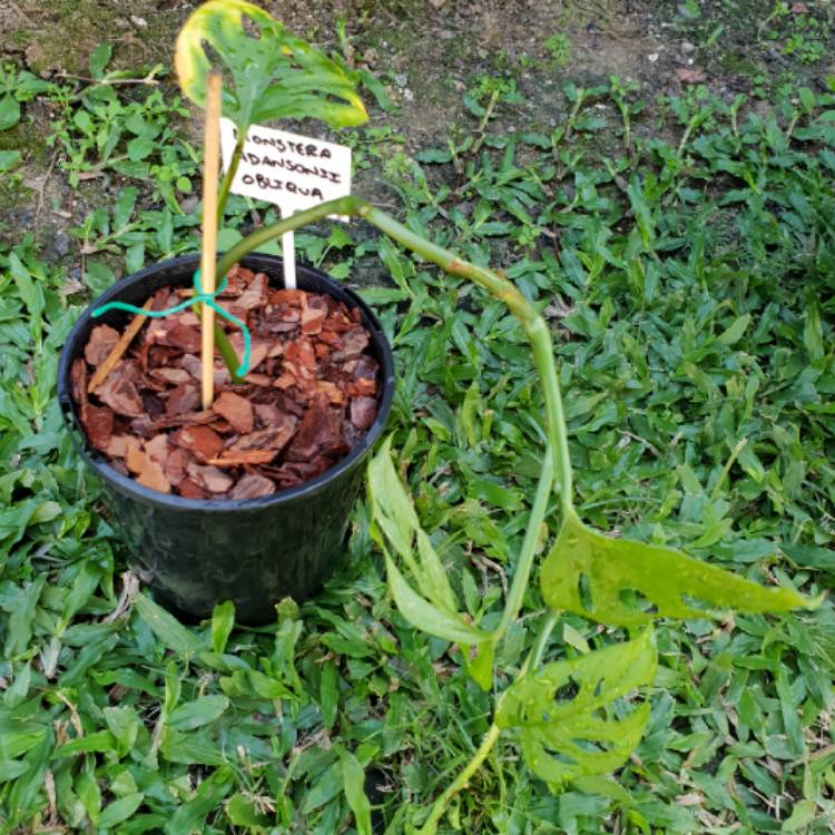 plant image 699826