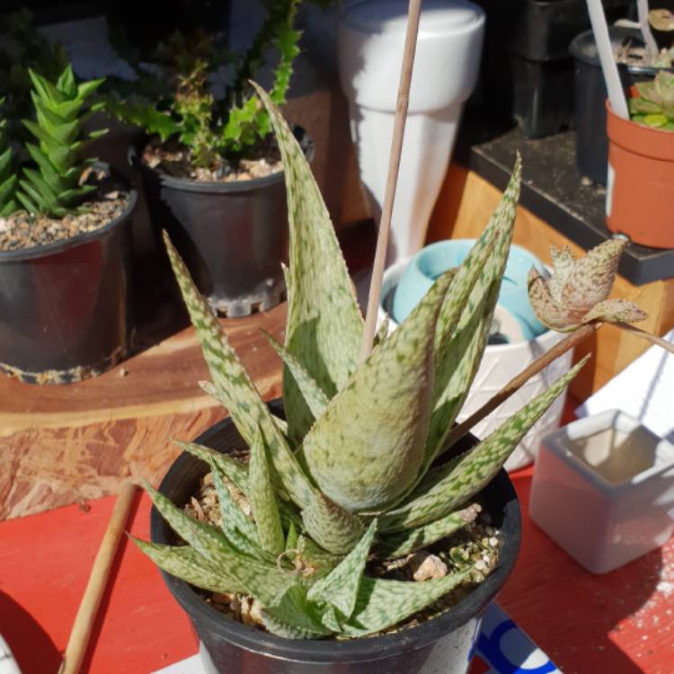 Plant image Aloe 'Quicksilver'