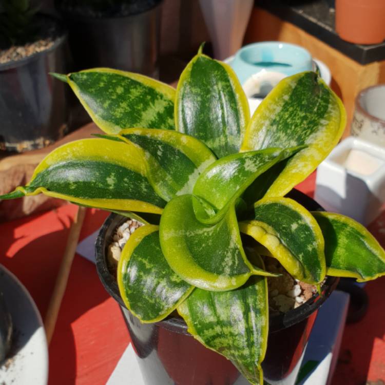 Plant image Sansevieria trifasciata 'Twisted Sister'