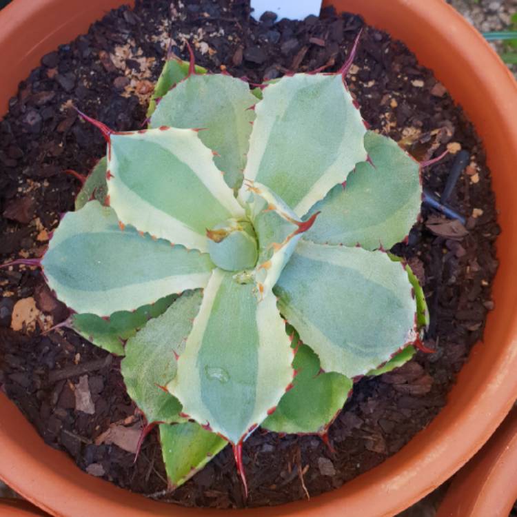 Plant image Agave 'Kissho Kan'
