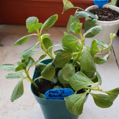 Plectranthus caninus
