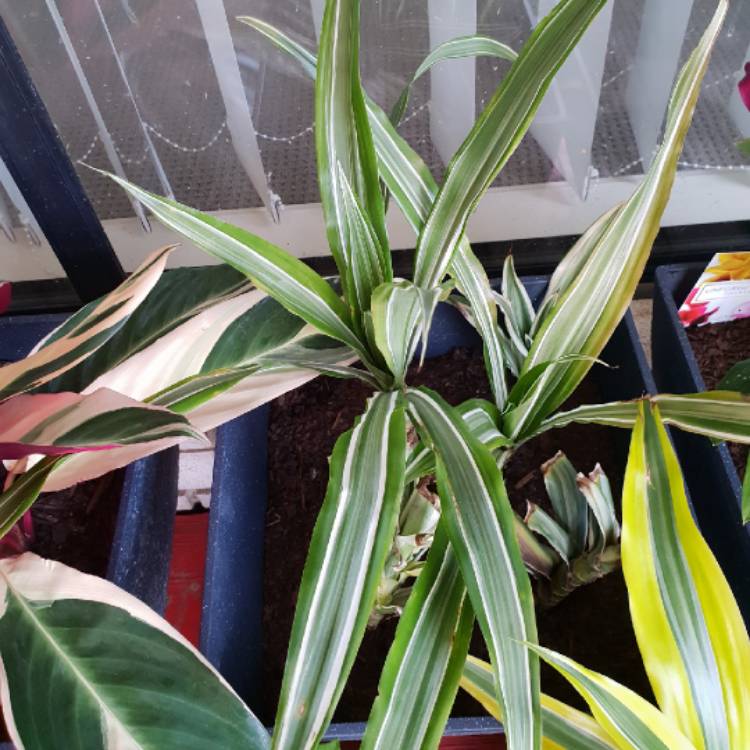 Plant image Dracaena deremensis 'White Jewel'