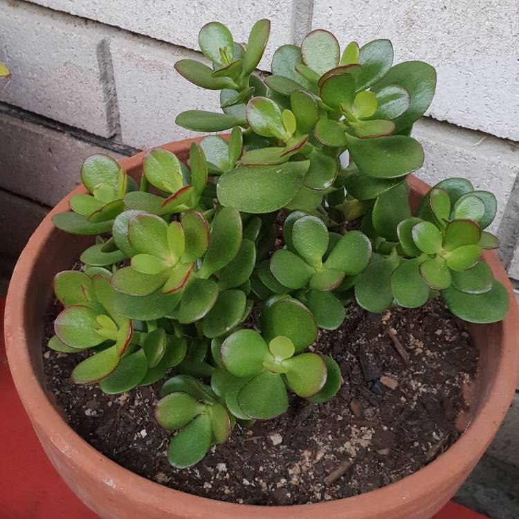 plant image 771532