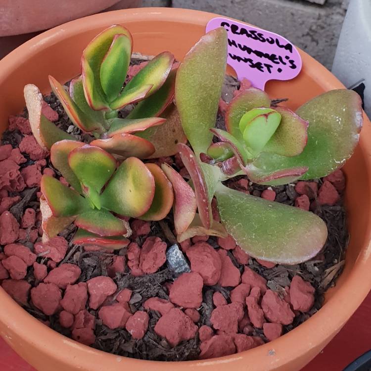plant image 771535