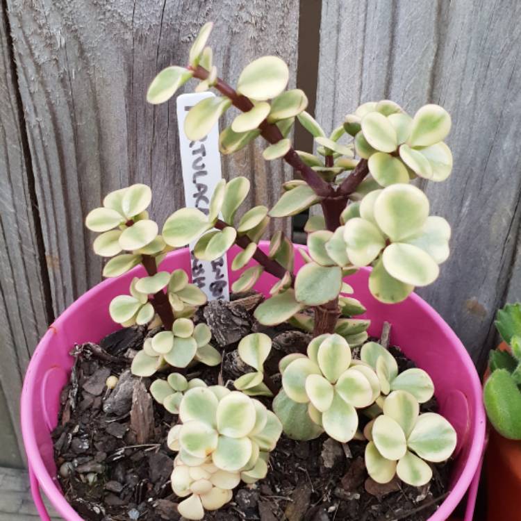 plant image 771546