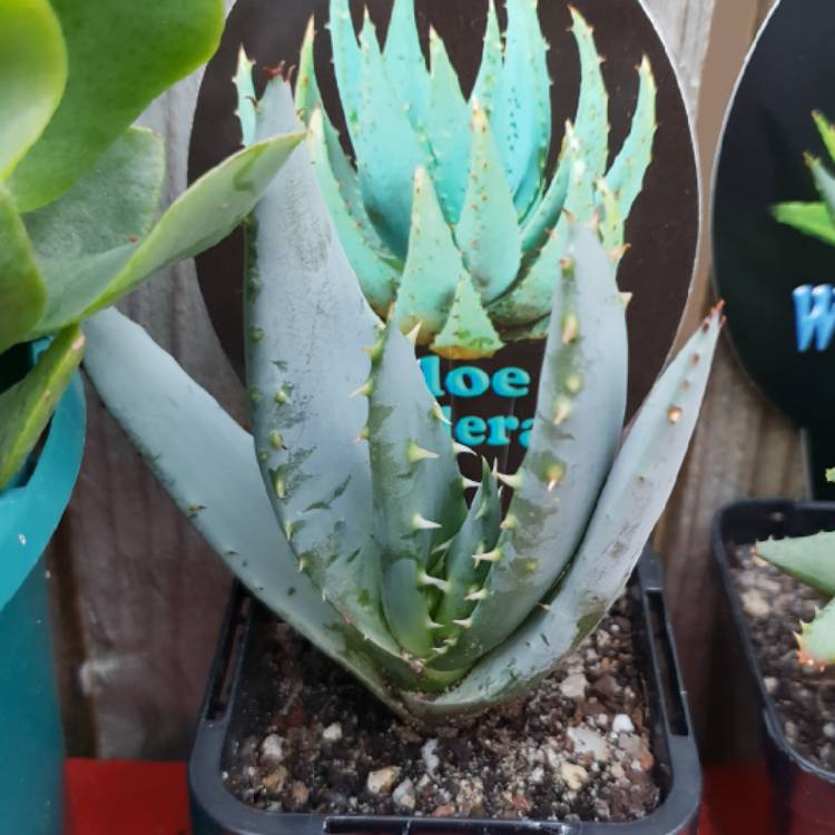 plant image 771581