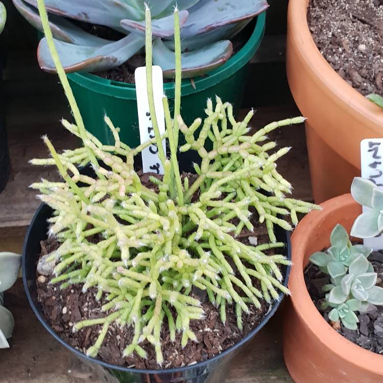 plant image 771646
