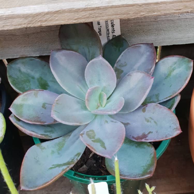plant image 771648 plant image 771648